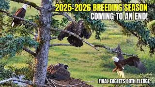Thumbnail: 2025–2026 BALD EAGLE SEASON ENDING! 🦅❤️WITH GG11'S FLEDGE & RETURN | NEW SEASON STARTS IN FL OCT 1ST