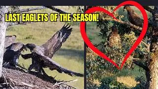 Thumbnail: LAST EAGLETS OF THE SEASON! 🦅 PATIENCE RETURNS TO THE NEST! WILL COMPASSION FLEDGE TODAY? ALASKA..