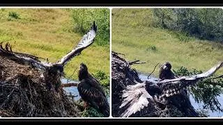 Thumbnail: FLEDGE OR FLUDGE? PATIENCE FALLS! 😲 COMPASSION SPENDS NIGHT ALONE AT THE NEST & COULD FLEDGE TODAY!