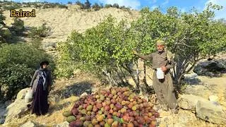 Thumbnail: Nomads and the Secret of Wild Figs, a Delicious Gift from the Mountains