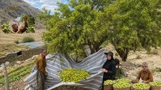Thumbnail: Wild pear harvest, nomads and a sweet treasure from heaven