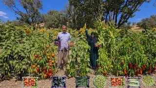 Thumbnail: Harvesting organic vegetables and fruits | The hidden life of nomads in the Zagros Mountains🍅🥒🍆
