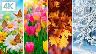 Thumbnail: Relax with the Four Seasons in Stunning 4K | Peaceful Sleep Music & Ambient Screensaver