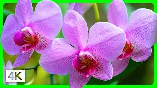 Thumbnail: Breathtaking Summer Colors in 4K - Vibrant Summer Flowers & Relaxing Music