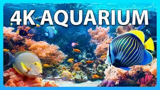Thumbnail: The Ultimate 4K HDR Relaxing Aquarium for Living Room TV Screensaver 🐠 (No Music) - 1 Hour