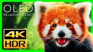 Thumbnail: Stunning Red Pandas in 4K HDR: Ultra HD 4K Video for TV Test | OLED TV Demo #6