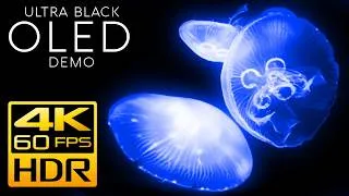 Thumbnail: Most Vibrant Neon Jellyfish Aquarium - 4K HDR 60fps Black Level & 1000nits | OLED TV Demo #7