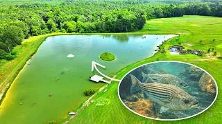 Thumbnail: Adding Hybrid Striped Bass to the 5 Acre Pond!