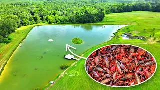 Thumbnail: Adding 3,000 Live Crawfish to the 5 Acre Pond!