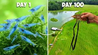 Thumbnail: Growing 5,000 Prawns in the 5 Acre Pond! (Big Surprise)