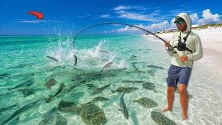 Thumbnail: The Beach is Covered with These Fish! *Everywhere*