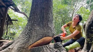 Thumbnail: Agricultural vehicle transporting wood; this is the full video of the girl's transportation process.
