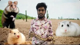 Thumbnail: 🐹 Dwarf, Syrian, Roborovski & Winter White Hamsters Available | Bangalore Hamster Breeders