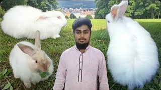 Thumbnail: 🐰 Angora Cross Rabbits at Challenging Prices | Best Deals in Bangalore | Bangalore Hamster Breeders