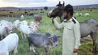 Thumbnail: 🔥 Exotic Miniature & Pannuru Cows | Rare Blue Roan Marwadi Horse | Bangalore Hamster Breeders