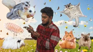 Thumbnail: 🔥 Exotic Pets Stock Update | Sugar Gliders, Micro Squirrels, Hamsters, Isopods, Roaches, Guinea Pigs