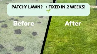 Thumbnail: Bald Patches on the Lawn? Here’s How We Fixed Them | লন আবার সবুজ করার উপায় 🌱