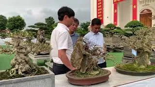 Thumbnail: Buổi chiều lang thang khu triển lãm cây cảnh