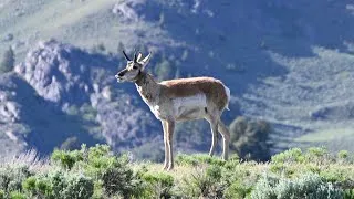 Thumbnail: Lamar valley (Yellowstone) day 3 