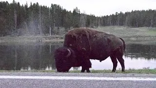 Thumbnail: Road trip to Yellowstone National park day 1 