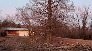 Thumbnail: Timelapse Walmart Hyper Tough Chainsaw Vs Ice Storm Oak