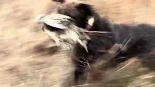 Thumbnail: Economy pheasant (one shot one kill) with a female wirehaired pointing griffon at Little “q” Ranch