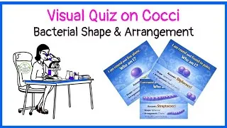 Thumbnail: Visual Quiz|Bacteria|Shape|Arraangement|Cocci| @basicappliedmicrobiology #microbiology #bacteria 