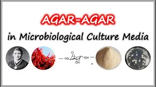 Thumbnail: Agar-Agar| Role of agar in microbiological culture medium|#microbiology @basicappliedmicrobiology 