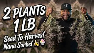 Thumbnail: I Grew OVER 1 POUND With Just 2 PLANTS! - Seed To Harvest | AC Infinity EVO8