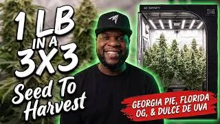Thumbnail: I Grew 1 POUND In A 3x3 Tent! - Seed To Harvest | AC Infinity EVO4