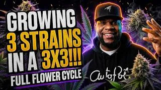 Thumbnail: Growing 3 Strains In A 3x3!!! | Full Flower Cycle - Infinity Grow: S10 EP2