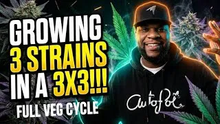 Thumbnail: Growing 3 Strains In A 3x3!!! | Full Veg Cycle - Infinity Grow: S10 EP1