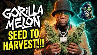 Thumbnail: Seed To Harvest - Gorilla Melon 🦍🍈| Infinity Grow: Season 8