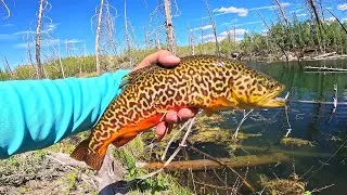 Thumbnail: ULTRA Clear Water Fishing for TIGER TROUT!!