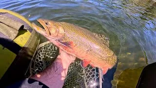Thumbnail: The Brook Trout that TIGER TROUT are Afraid of…