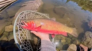 Thumbnail: Fly Fishing the PRETTIEST Cutthroat Trout I’ve Ever Seen!!!