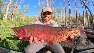 Thumbnail: TINY Pond Filled With GIANT Wild Trout!!! CATCH & COOK