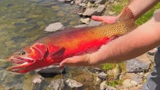 Thumbnail: Catch, Cook and Camp GIANT Cutthroat Trout Edition!! 