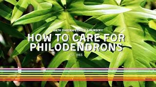 Thumbnail: Philodendron Care | How To Care for Philodendrons | Common Issues with Philodendrons