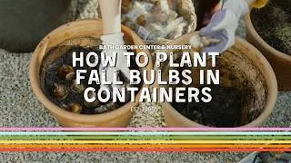 Thumbnail: Fall Bulb Containers | How To Plant Bulbs In Pots | Small Space Gardening | Spring Blooming Bulbs