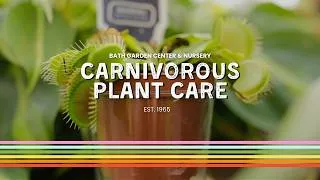 Thumbnail: Carnivorous Plant Care | Carnivorous Houseplants | Venus Flytrap Care | Pitcher Plant Care