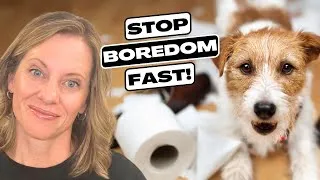 Thumbnail: STOP Your Dog’s Boredom FAST! 🐶🔥 | Fun Games, Puzzle Toys & Chews!