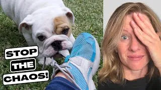 Thumbnail: 5 Things You NEED to Keep Your Dog and Kids Happy! 🐶👶