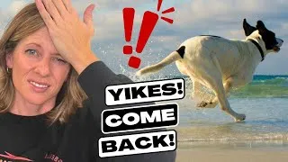 Thumbnail: Teaching Your Dog to Come Does NOT Have to Be STRESSFUL