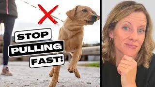 Thumbnail: 🛑 STOP Leash Pulling FAST!  🚀