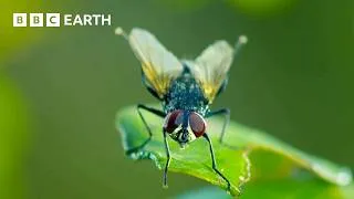 Thumbnail: Earth's Spectacular Island Wildlife | BBC Earth
