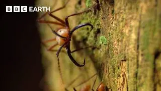 Thumbnail: Inside A Huge Colony Of Army Ants | Expedition Guyana | BBC Earth