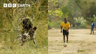 Thumbnail: How Is Football Helping Save Zambia’s Carnivores? | Kingdom | BBC Earth