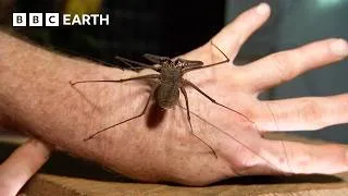 Thumbnail: "The Ultimate Animal For Hunting in the Dark" | Expedition Guyana | BBC Earth