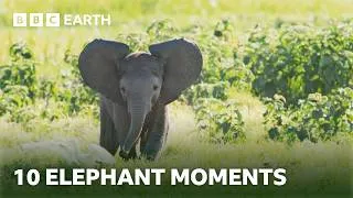 Thumbnail: 10 Extraordinary Elephant Moments | BBC Earth